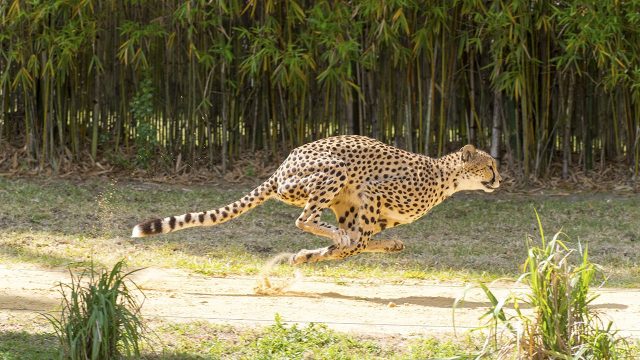 image big cat games nat geo disney