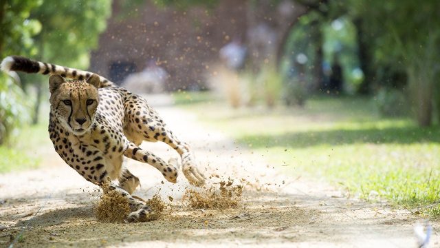 image big cat games nat geo disney