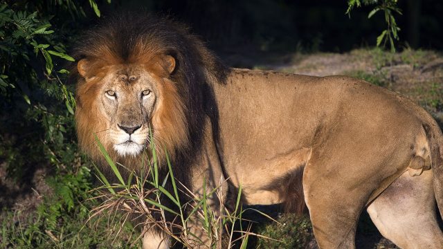 Big cat games. 4 image big cat games nat geo disney