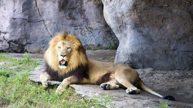 image big cat games nat geo disney