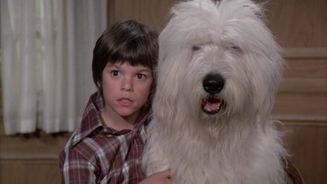 image candidat poil shaggy da