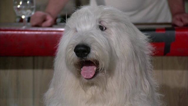 image candidat poil shaggy da