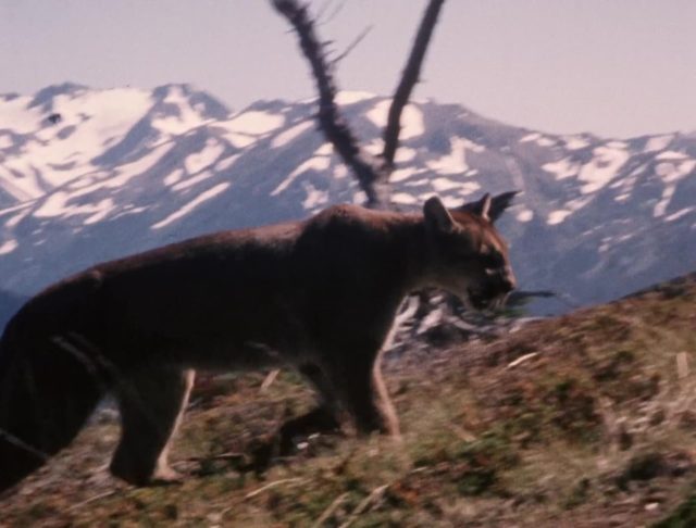 Charlie, le couguar. 5 image charlie cougar lonesome