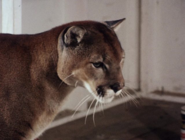 Charlie, le couguar. 6 image charlie cougar lonesome