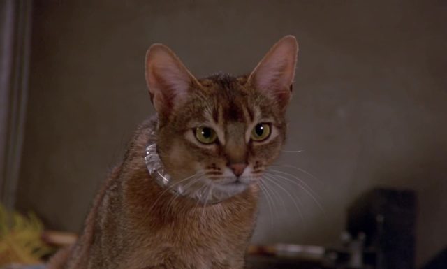 Le chat qui vient de l'espace. 2 image chat vient espace Cat from Outer Space