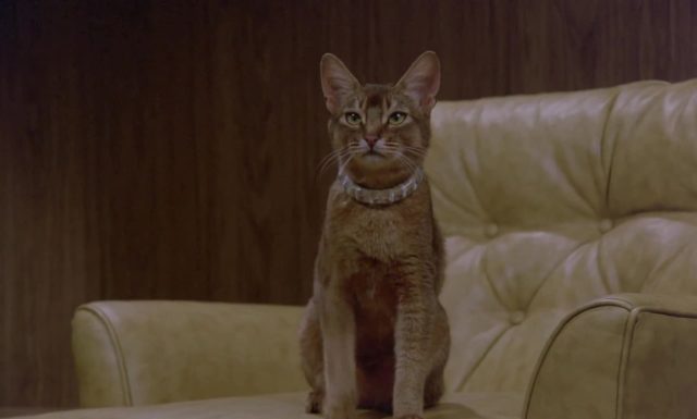 image chat vient espace Cat from Outer Space