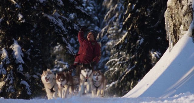 Chiens des neiges. 3 image chiens neiges snow dogs