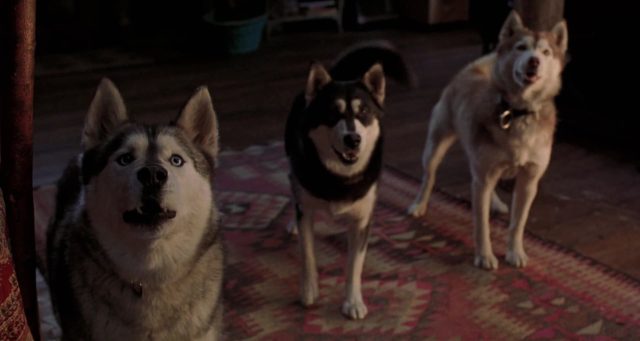 image chiens neiges snow dogs
