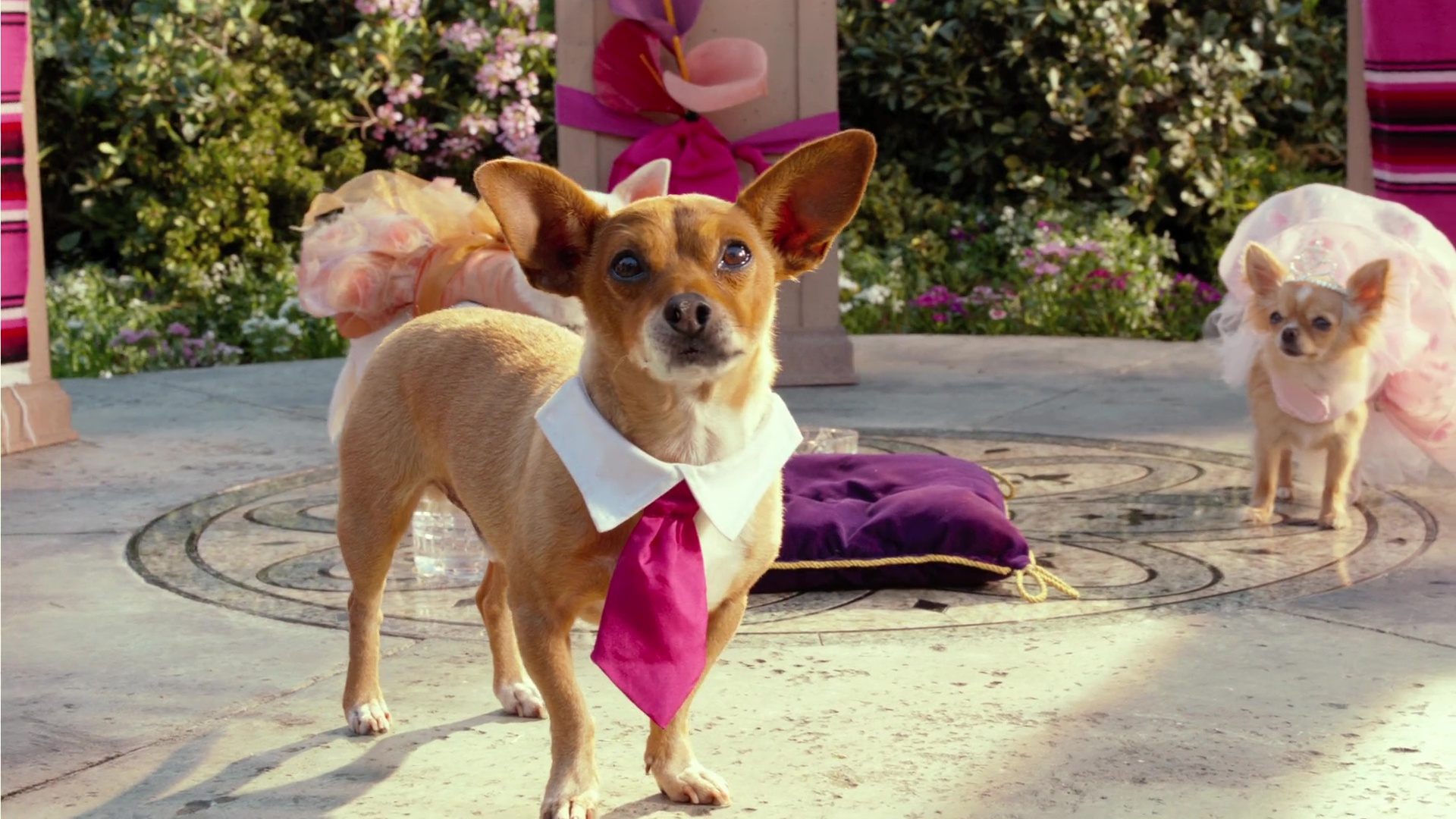 image Beverly Hills Chihuahua 3 Viva fiesta