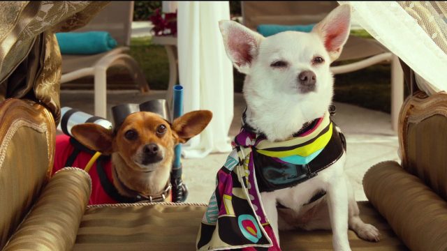 Le chihuahua de Beverly Hills 3. 6 image Beverly Hills Chihuahua 3 Viva fiesta