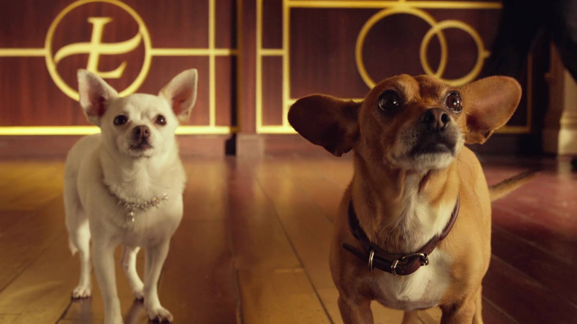 image Beverly Hills Chihuahua 3 Viva fiesta