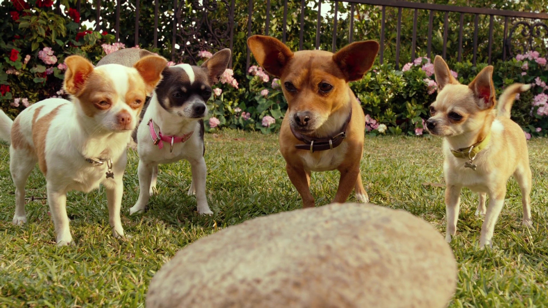 image Beverly Hills Chihuahua 3 Viva fiesta