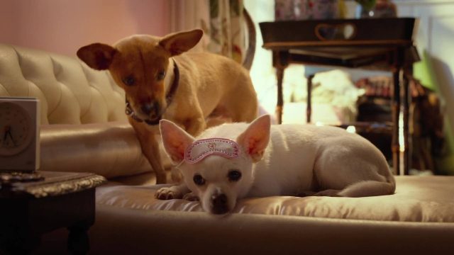 Le chihuahua de Beverly Hills 3. 3 image Beverly Hills Chihuahua 3 Viva fiesta