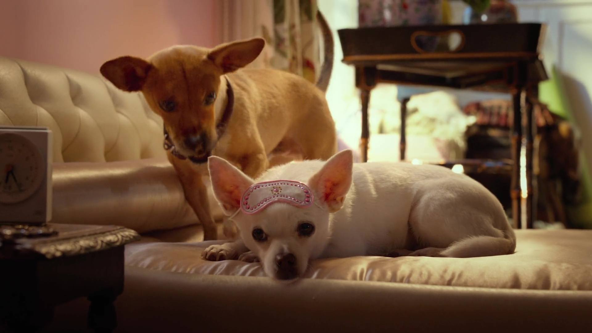 image Beverly Hills Chihuahua 3 Viva fiesta