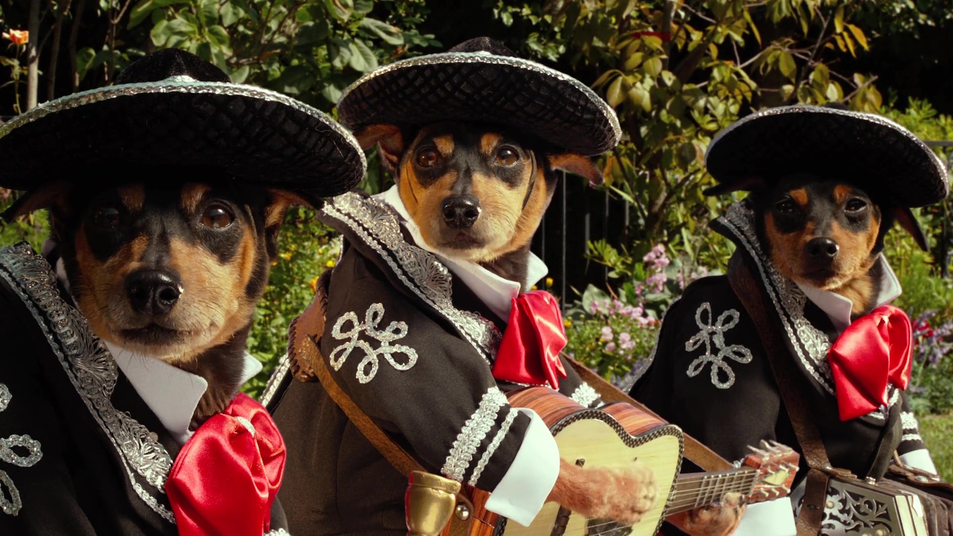 image Beverly Hills Chihuahua 3 Viva fiesta