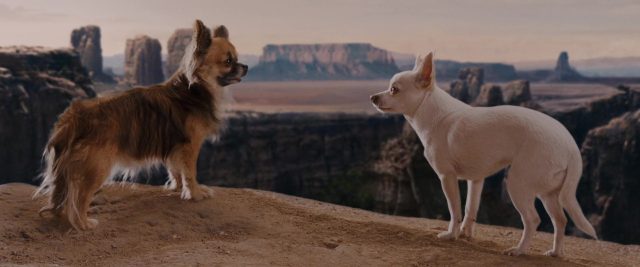 Le chihuahua de Beverly Hills. 5 image Beverly Hills Chihuahua