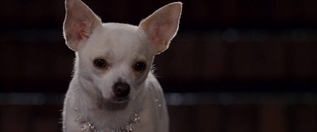 image Beverly Hills Chihuahua