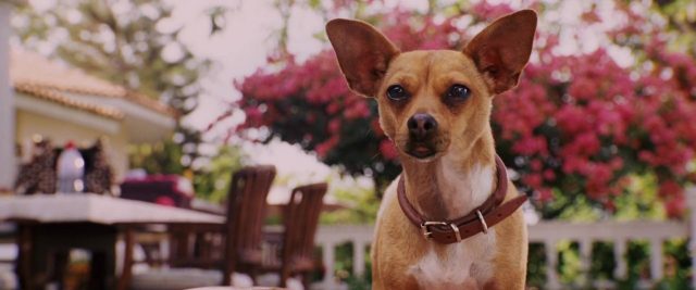 image Beverly Hills Chihuahua