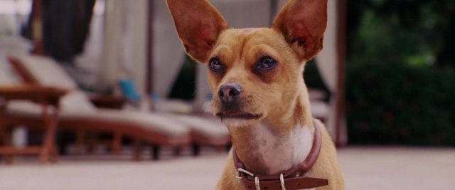 Le chihuahua de Beverly Hills. 2 image Beverly Hills Chihuahua