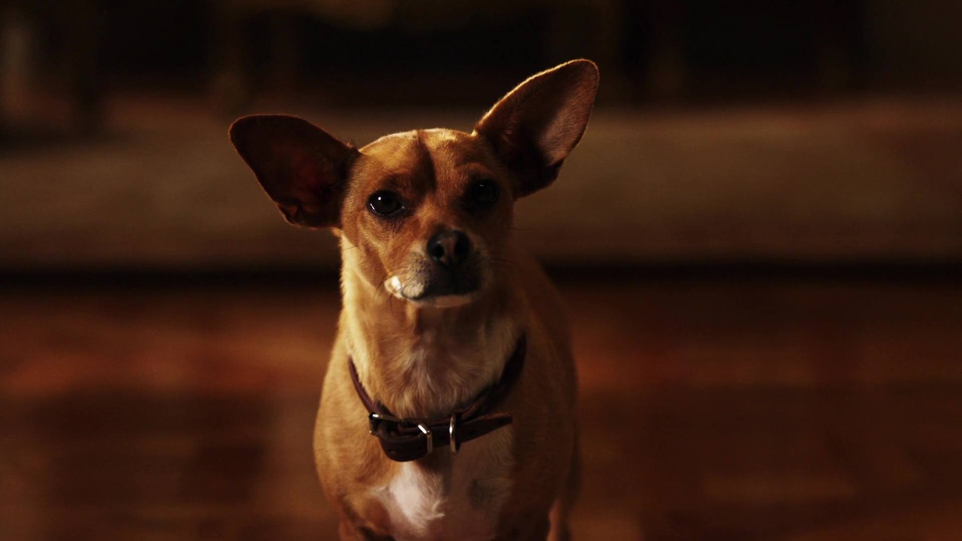 image Beverly Hills Chihuahua 2