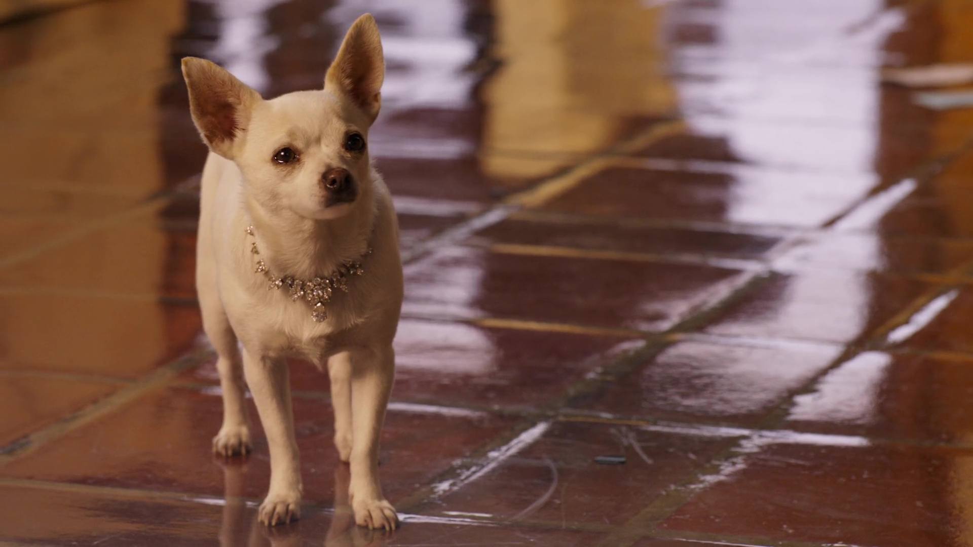 image Beverly Hills Chihuahua 2