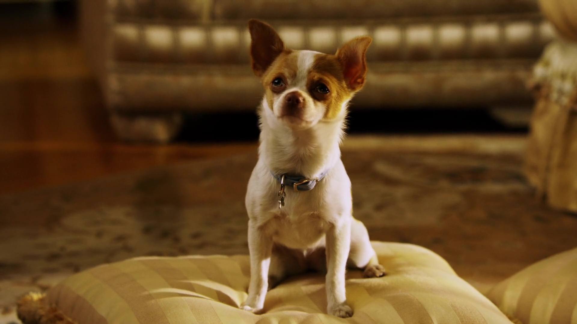 image Beverly Hills Chihuahua 2