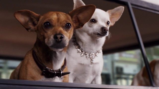 Le chihuahua de Beverly Hills 2. 2 image Beverly Hills Chihuahua 2