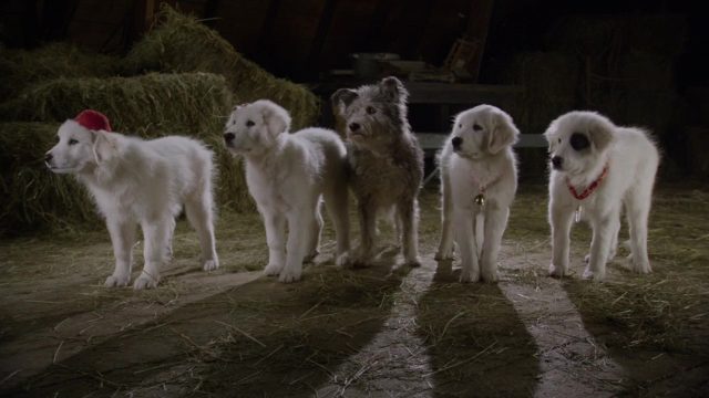 Les Chiots Noël : la relève est arrivée - Photos et affiches. 7 image chiots noel releve arrivee Santa Paws 2 Pups