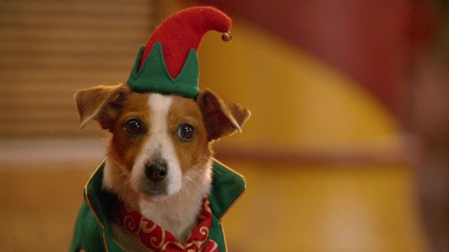 Les Chiots Noël : la relève est arrivée - Photos et affiches. 20 image chiots noel releve arrivee Santa Paws 2 Pups
