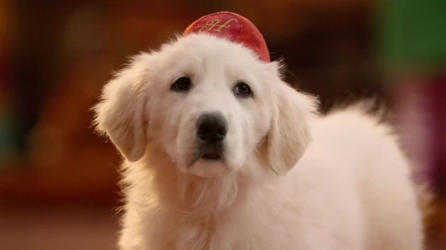 Les Chiots Noël : la relève est arrivée. 5 Scène dans Les Chiots Noël : la relève est arrivée Santa Paws 2 : The Santa Pups 2012