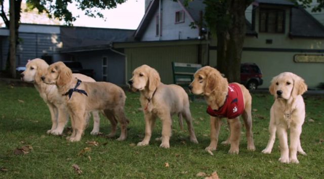 Les Copains et la légende du Chien Maudit - Photos et affiches. 9 image copains legende chien maudit Spooky Buddies curse howlloween hound