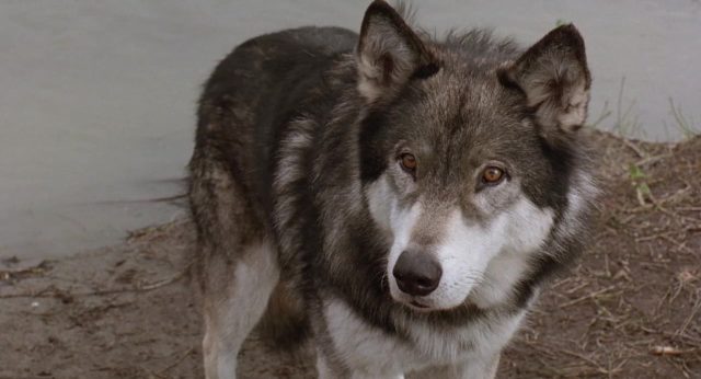 image croc blanc White Fang