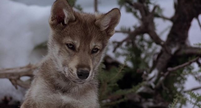 image croc blanc White Fang