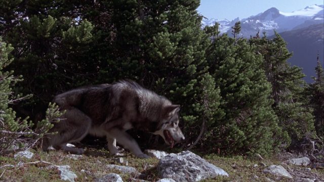 image croc blanc 2 mythe loup blanc White Fang Wolf