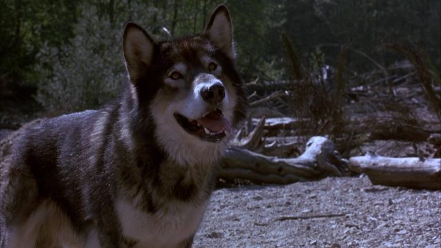 image croc blanc 2 mythe loup blanc White Fang Wolf