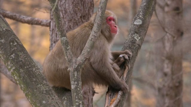image destination wild macaque japonais Japan snow monkeys