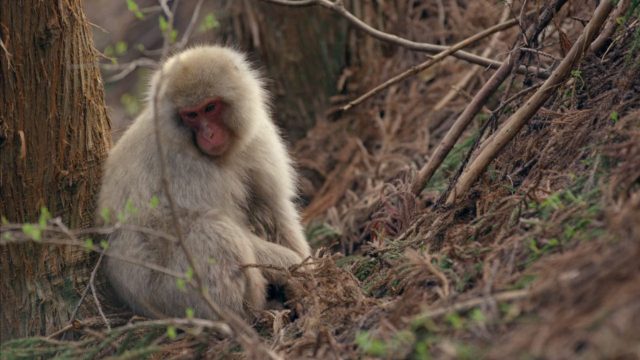 image destination wild macaque japonais Japan snow monkeys