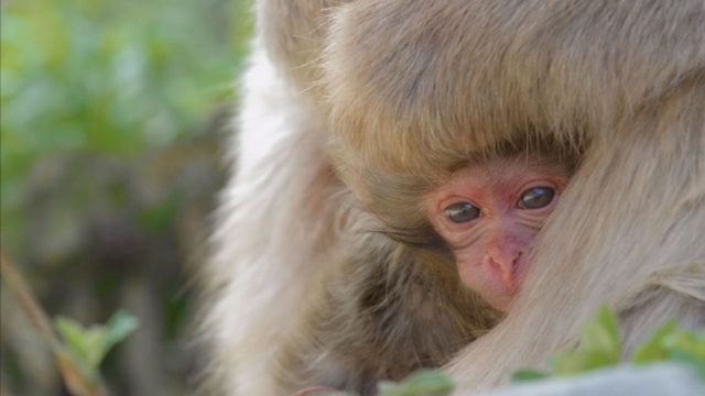 image destination wild macaque japonais Japan snow monkeys