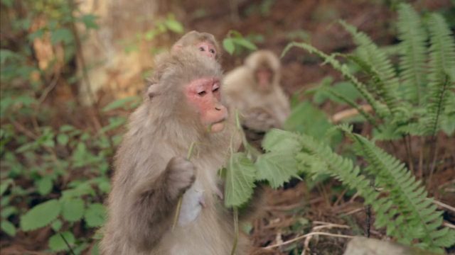 image destination wild macaque japonais Japan snow monkeys