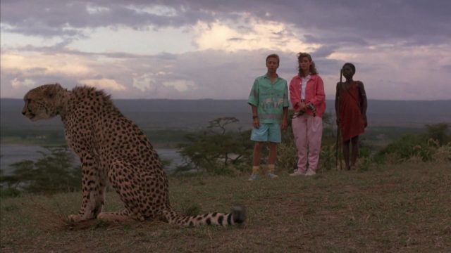 image douma amis Cheetah