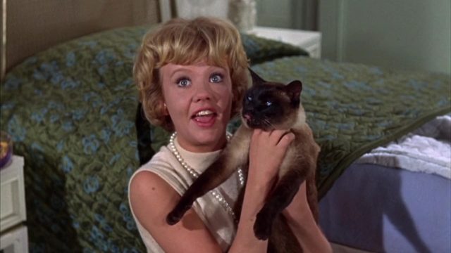 image espion pattes velours That Darn Cat