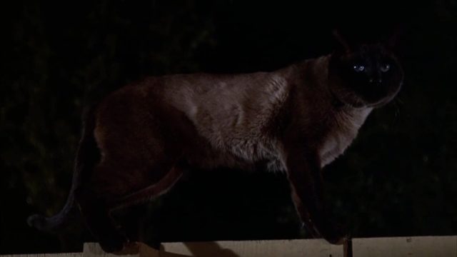 image espion pattes velours That Darn Cat