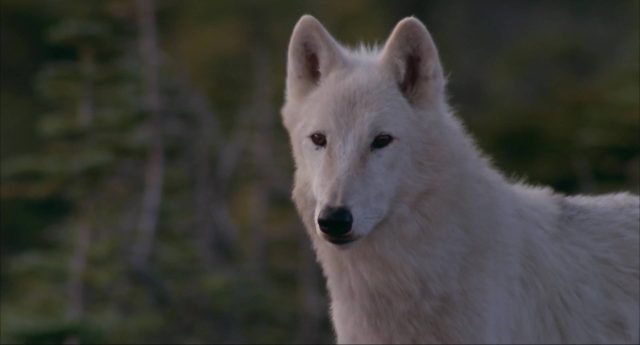 image homme parmi loups Never Cry Wolf