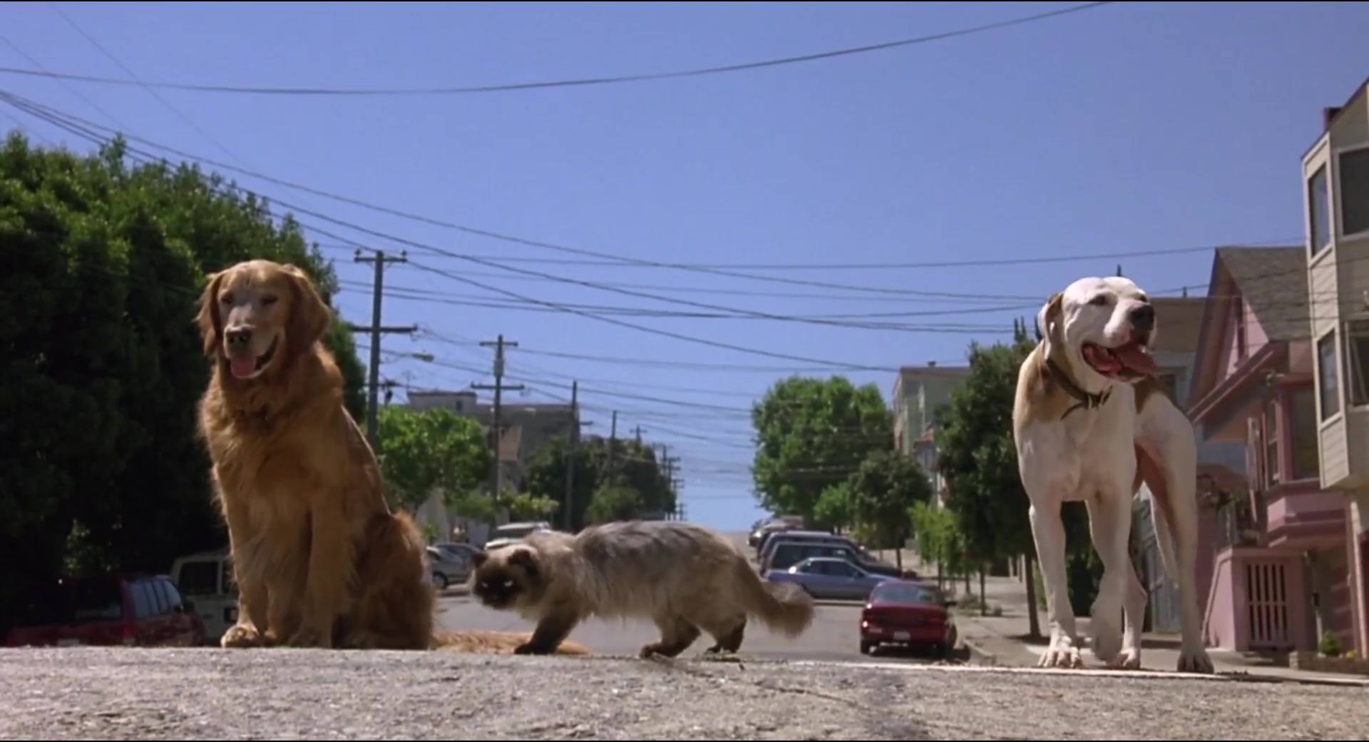image incroyable voyage 2 san francisco Homeward Bound lost