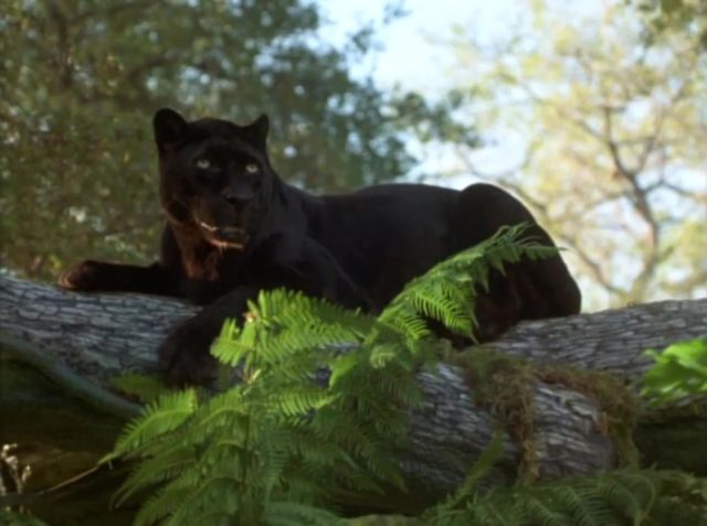 The jungle book : Mowgli's story. 6 image jungle book mowgli story