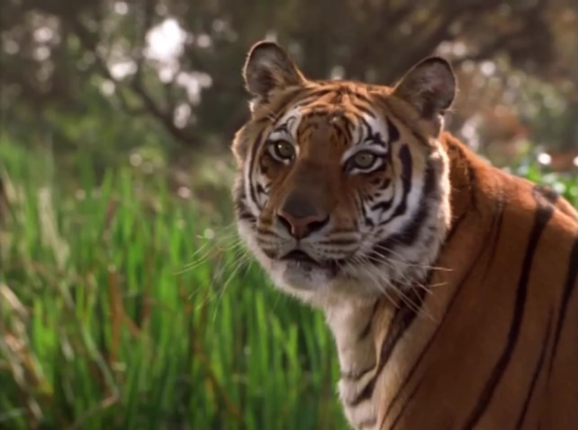 image jungle book mowgli story