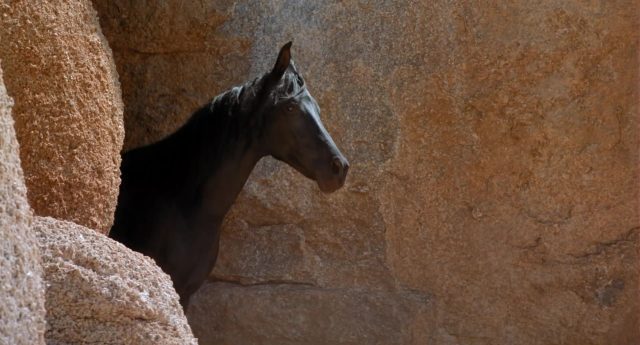 La légende de l'étalon noir. 5 image legende etalon noir Young Black Stallion