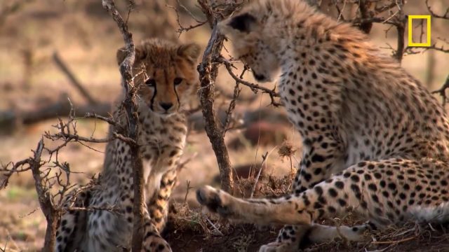 image milieu guepards Man among cheetahs