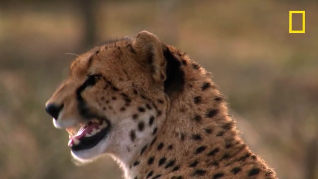 image milieu guepards Man among cheetahs