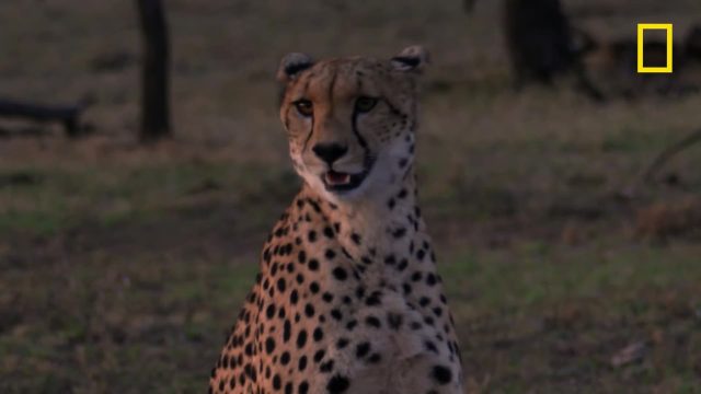 image milieu guepards Man among cheetahs
